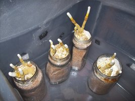 ganoderma14.jpg