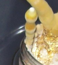 ganoderma15.jpg