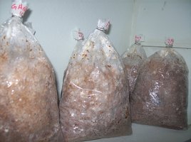 ganoderma16.jpg