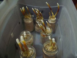 ganoderma17.jpg
