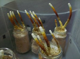 ganoderma19.jpg