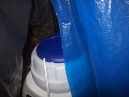 ganoderma22.jpg