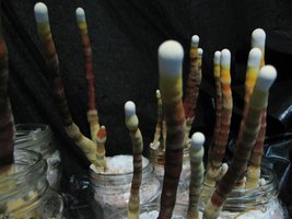 ganoderma24.jpg