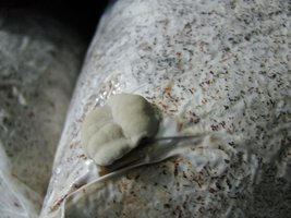 ganoderma27.jpg