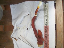 ganoderma31.jpg