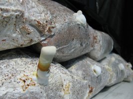 ganoderma33.jpg