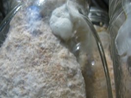ganoderma35.jpg