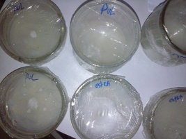 ns-p08.jpg