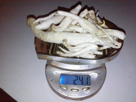 ns-p68.jpg