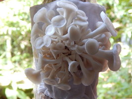 cesto-po19.jpg