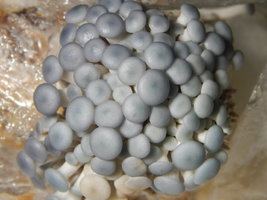 Pleurotus ostreatus em adega de vinhos