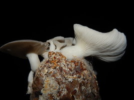 cesto-po34.jpg