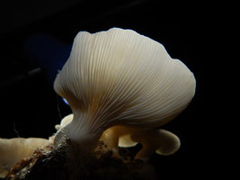 cesto-po35.jpg