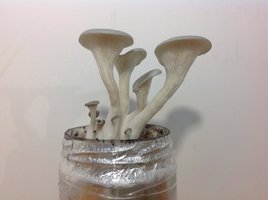 po-cdd50.jpg