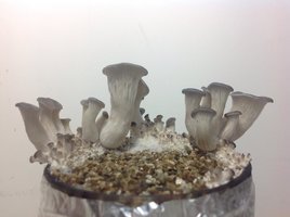 po-cdd79.jpg