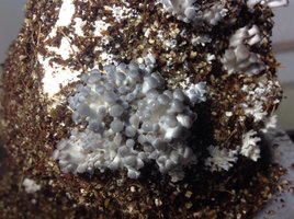Pleurotus ostreatus - Potes de vidro e Saco de PP