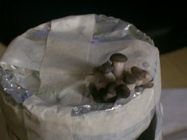 p0-viniciusc10.jpg