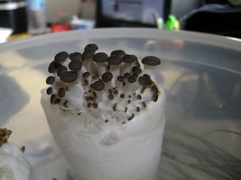 1º Cultivo de Pleurotus Ostreatus