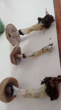 IMG_20191212_170243020.jpg