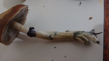 IMG_20191212_170327099.jpg