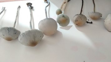 IMG_20191213_111649386.jpg