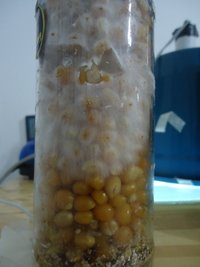 cdd-pos032.jpg