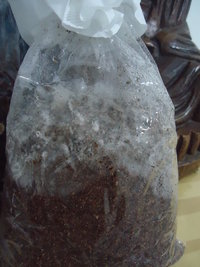 cdd-pos058.jpg