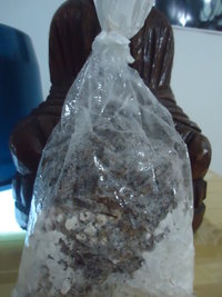 cdd-pos088.jpg