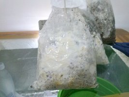 cdd-pos106.jpg