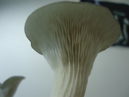 cdd-pos154.jpg