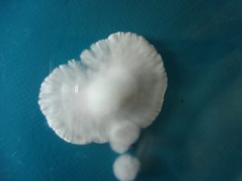 cdd-pos208.jpg