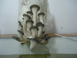 Pleurotus Ostreatus (Shimeji)
