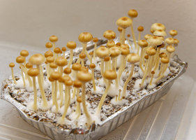 P. Cubensis 'Brasil'