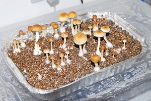 P. Cubensis 'Shooting Stars'