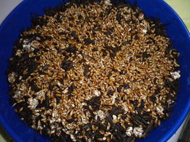 cosmik-brazilian05.jpg