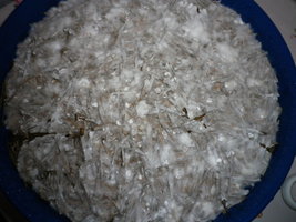 cosmik-brazilian06.jpg