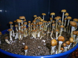 cosmik-brazilian11.jpg