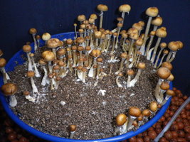 cosmik-brazilian12.jpg