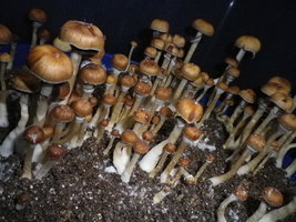 cosmik-brazilian13.jpg