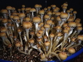 cosmik-brazilian22.jpg
