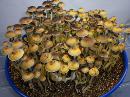 cosmik-brazilian25.jpg