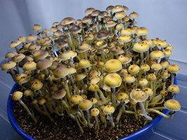 cosmik-brazilian26.jpg