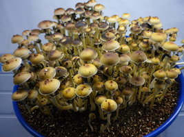cosmik-brazilian27.jpg
