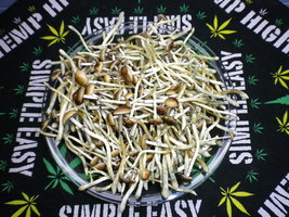 cosmik-brazilian33.jpg