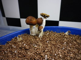 cosmik-tbht-cr-mr43.jpg