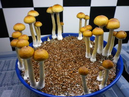 cosmik-tbht-cr-mr53.jpg