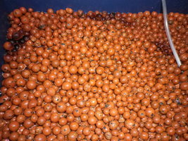 cosmik-tbht-cr-mr57.jpg