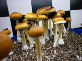 cosmik-tbht-cr-mr59.jpg