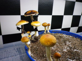 cosmik-tbht-cr-mr60.jpg