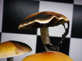 cosmik-tbht-cr-mr62.jpg